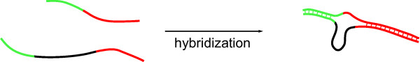 Stability of double-stranded oligonucleotide DNA with a bulged loop: a microarray study.