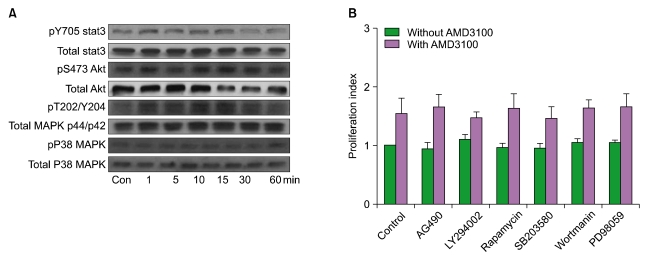 Differential effects of CXCR4 antagonists on the survival and proliferation of myeloid leukemia cells in vitro.