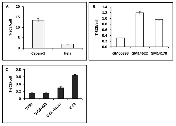 Effects of BRCA2 deficiency on telomere recombination in non-ALT and ALT cells.