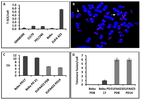 Effects of BRCA2 deficiency on telomere recombination in non-ALT and ALT cells.