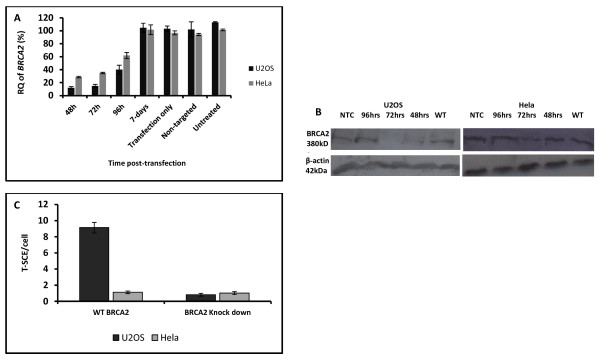 Effects of BRCA2 deficiency on telomere recombination in non-ALT and ALT cells.