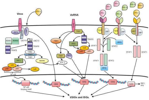 Adenovirus as a new agent for multiple myeloma therapies: Opportunities and restrictions.