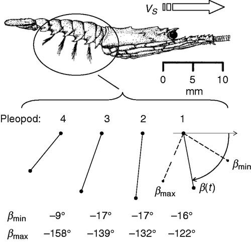 Energetics of swimming to shore in the puerulus stage of a spiny lobster: Can a postlarval lobster afford the cost of crossing the continental shelf?