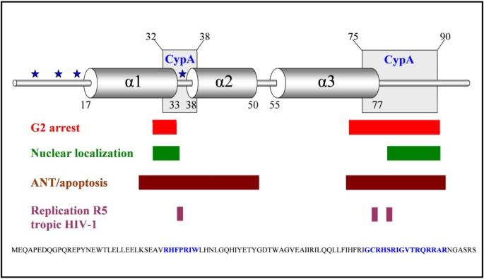 The Host-Pathogen interaction of human cyclophilin A and HIV-1 Vpr requires specific N-terminal and novel C-terminal domains