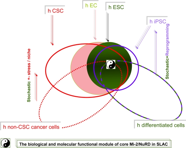 Biology of the Mi-2/NuRD Complex in SLAC (Stemness, Longevity/Ageing, and Cancer).