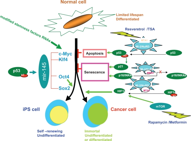 Biology of the Mi-2/NuRD Complex in SLAC (Stemness, Longevity/Ageing, and Cancer).