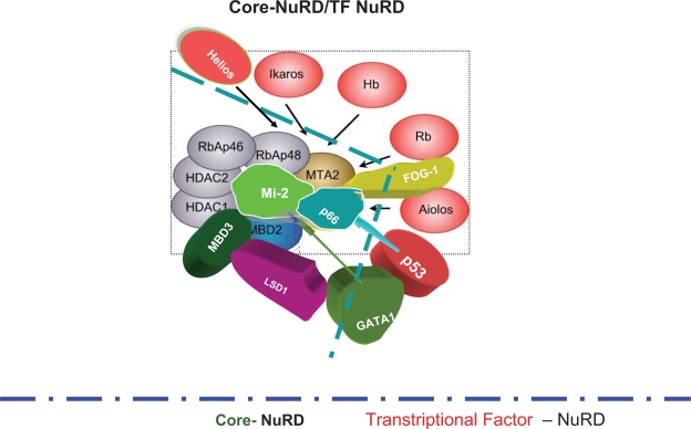 Biology of the Mi-2/NuRD Complex in SLAC (Stemness, Longevity/Ageing, and Cancer).