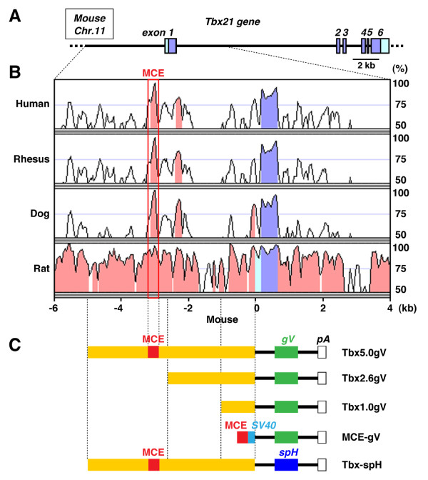 Genetic visualization of the secondary olfactory pathway in Tbx21 transgenic mice.