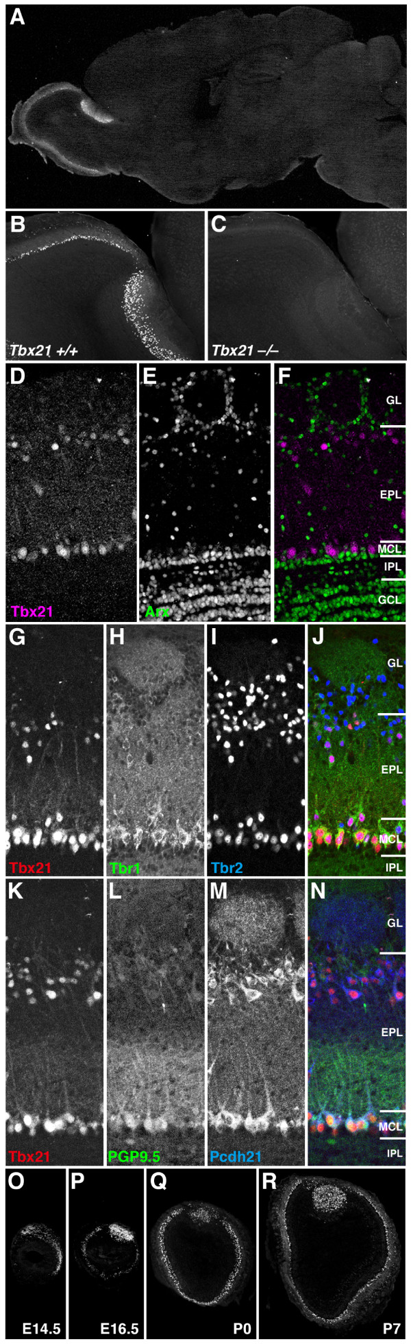 Genetic visualization of the secondary olfactory pathway in Tbx21 transgenic mice.
