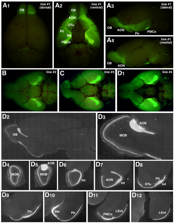 Genetic visualization of the secondary olfactory pathway in Tbx21 transgenic mice.