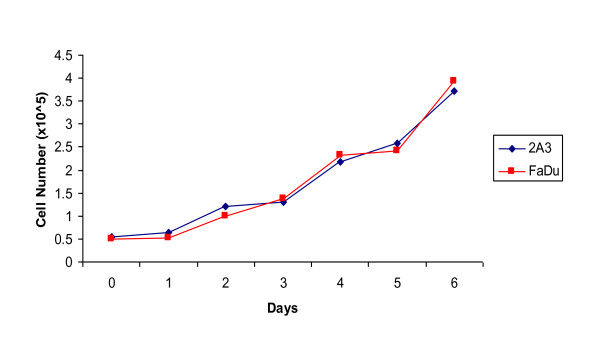 Radioimmunotherapy of experimental head and neck squamous cell carcinoma (HNSCC) with E6-specific antibody using a novel HPV-16 positive HNSCC cell line.