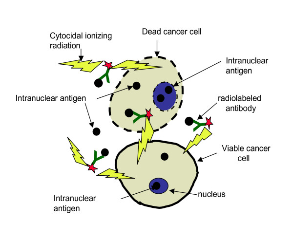 Radioimmunotherapy of experimental head and neck squamous cell carcinoma (HNSCC) with E6-specific antibody using a novel HPV-16 positive HNSCC cell line.