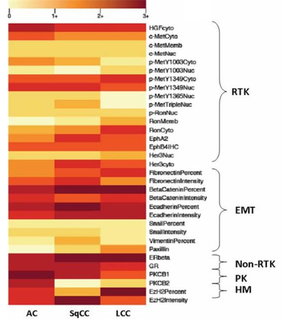 Proteomic characterization of non-small cell lung cancer in a comprehensive translational thoracic oncology database.