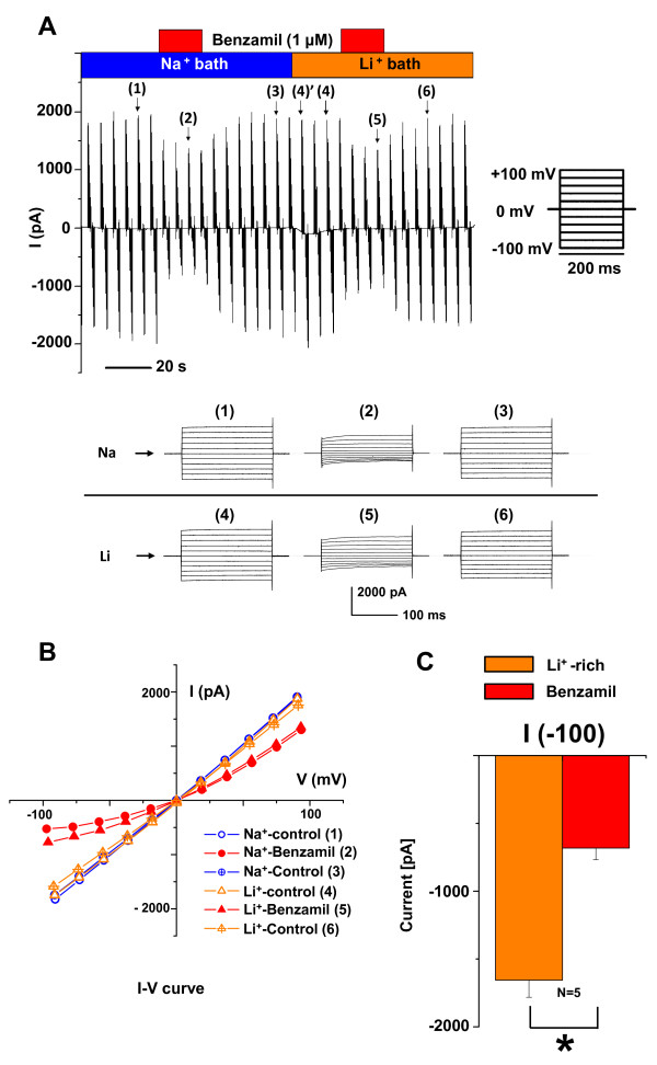 Sodium selectivity of Reissner's membrane epithelial cells.