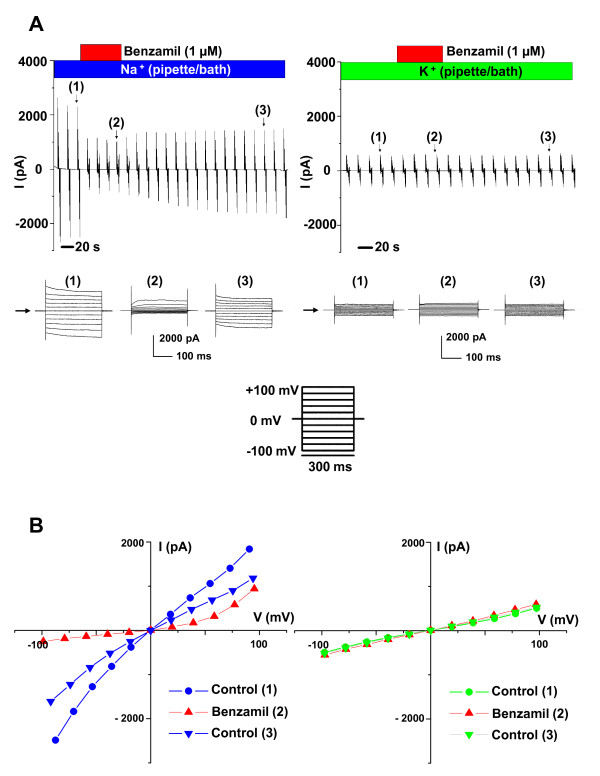 Sodium selectivity of Reissner's membrane epithelial cells.