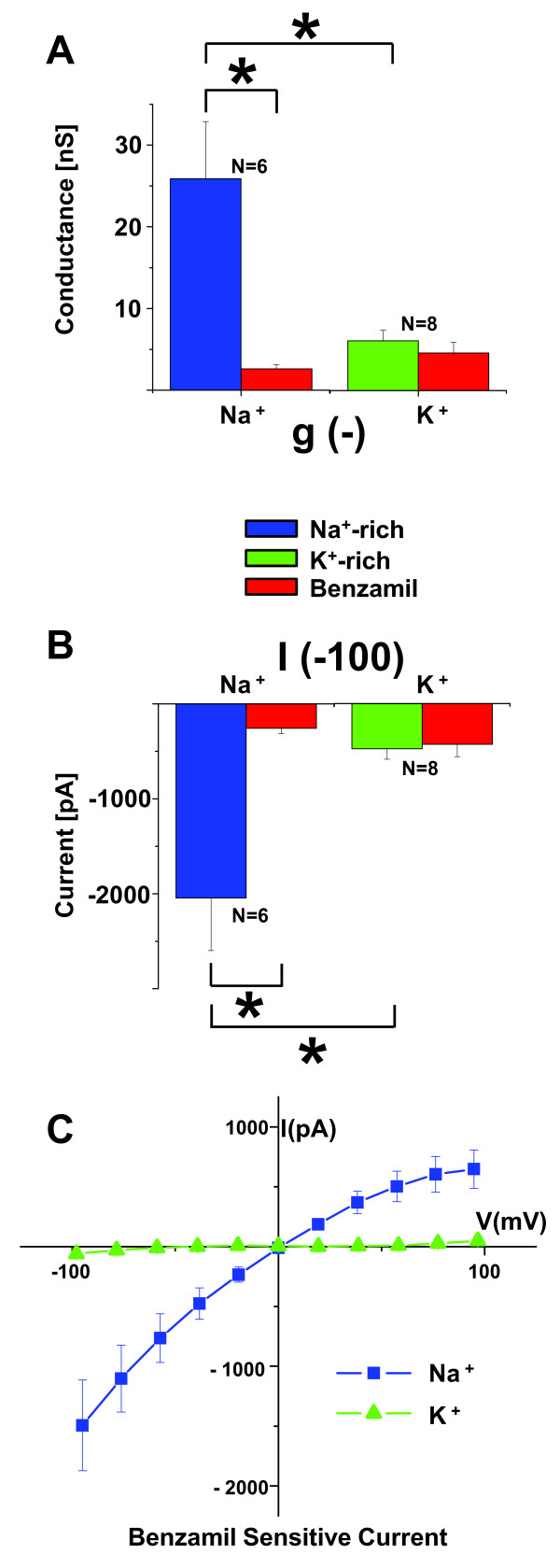 Sodium selectivity of Reissner's membrane epithelial cells.