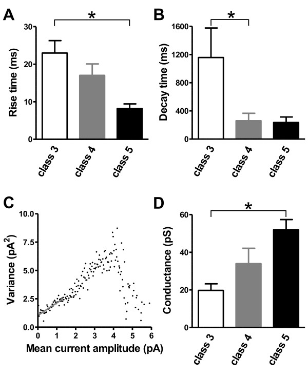 Dynamic development of the first synapse impinging on adult-born neurons in the olfactory bulb circuit.