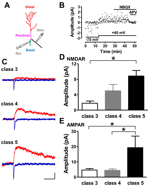 Dynamic development of the first synapse impinging on adult-born neurons in the olfactory bulb circuit.