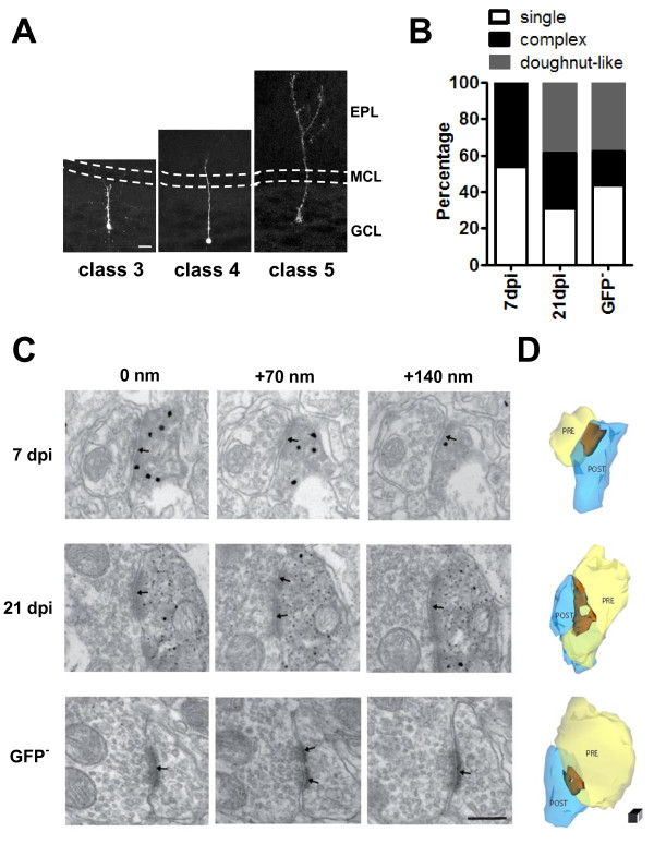 Dynamic development of the first synapse impinging on adult-born neurons in the olfactory bulb circuit.
