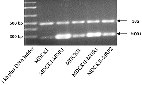 Is Ciprofloxacin a Substrate of P-glycoprotein?