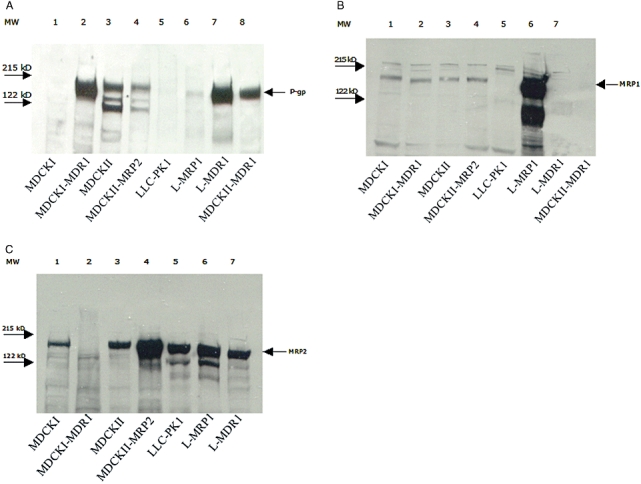 Is Ciprofloxacin a Substrate of P-glycoprotein?