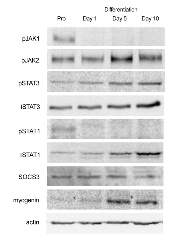 JAK/STAT signaling and human in vitro myogenesis.