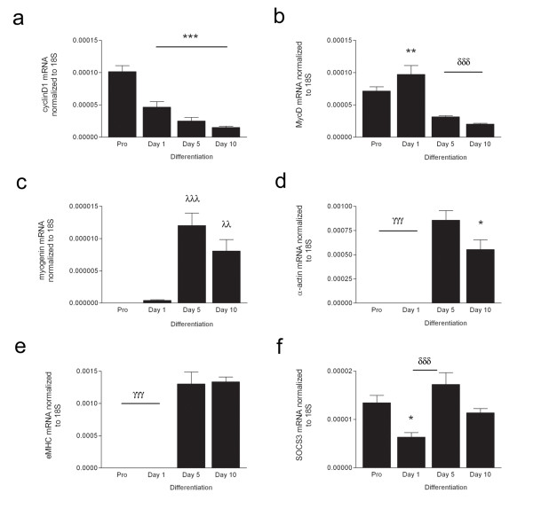 JAK/STAT signaling and human in vitro myogenesis.