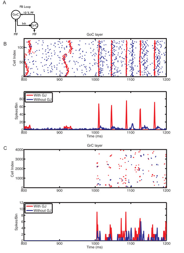 Robustness effect of gap junctions between Golgi cells on cerebellar cortex oscillations.