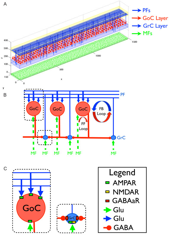 Robustness effect of gap junctions between Golgi cells on cerebellar cortex oscillations.