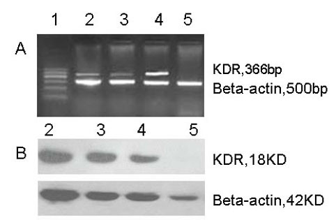 Double suicide genes driven by kinase domain insert containing receptor promoter selectively kill human lung cancer cells.