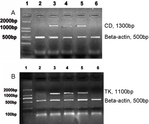 Double suicide genes driven by kinase domain insert containing receptor promoter selectively kill human lung cancer cells.