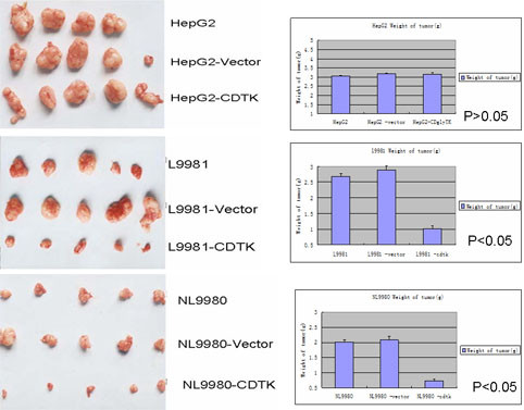 Double suicide genes driven by kinase domain insert containing receptor promoter selectively kill human lung cancer cells.