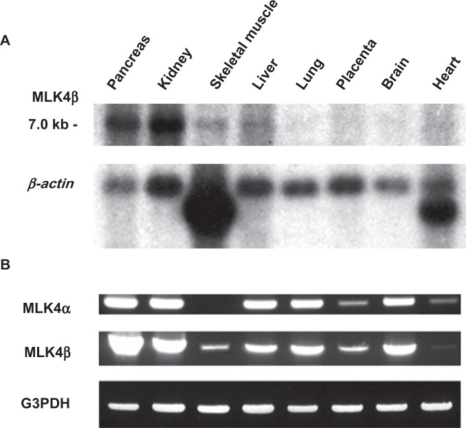 Cloning and Initial Functional Characterization of Mlk4α and Mlk4β.