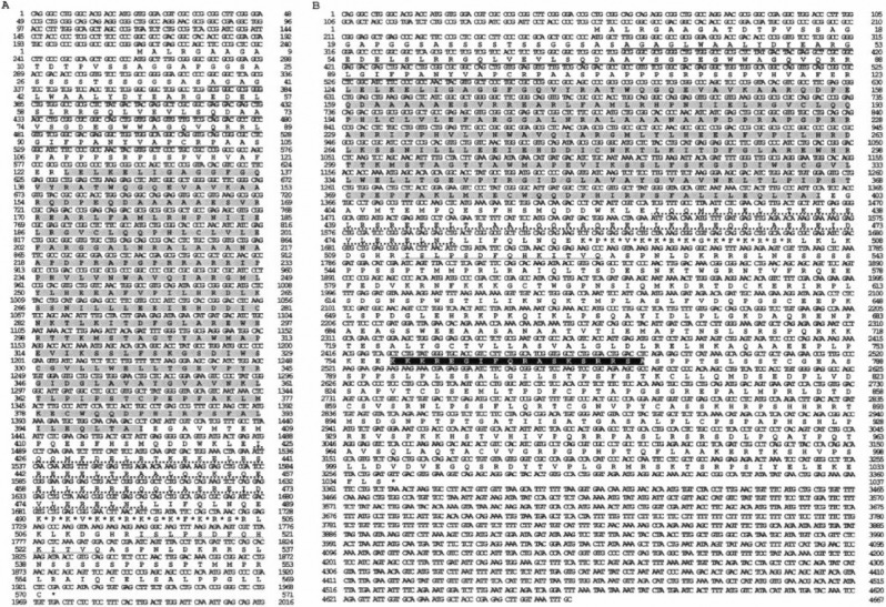 Cloning and Initial Functional Characterization of Mlk4α and Mlk4β.