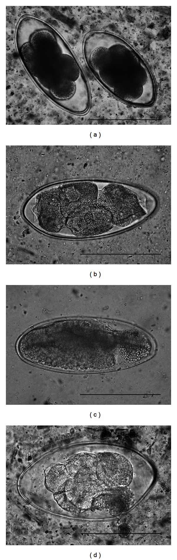 Preliminary Finding on Anomalous Cleavage and Degeneration of Intestinal Nematode Eggs (Nematodirus sp.) after Oral Administration of Medium-Chain Fatty Acid in Calves.