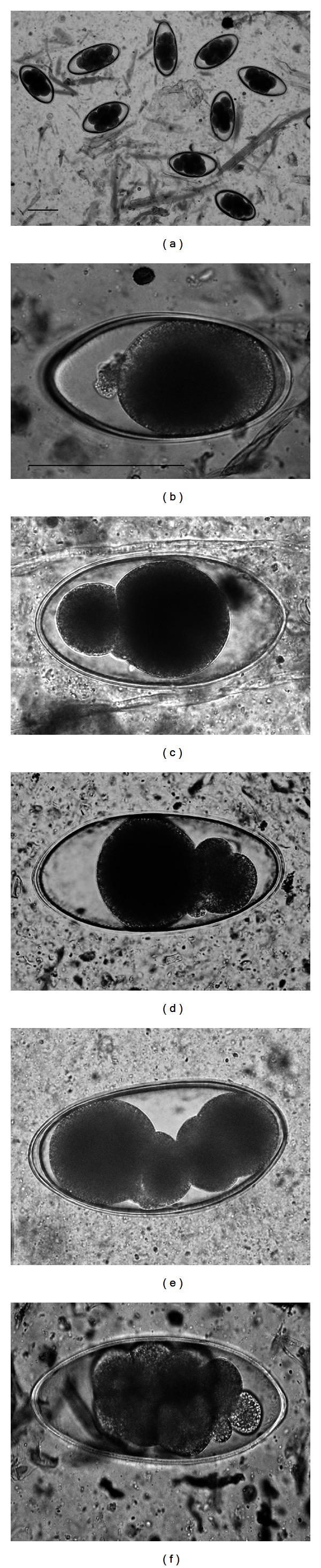 Preliminary Finding on Anomalous Cleavage and Degeneration of Intestinal Nematode Eggs (Nematodirus sp.) after Oral Administration of Medium-Chain Fatty Acid in Calves.