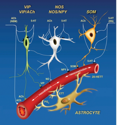 A guide to delineate the logic of neurovascular signaling in the brain.