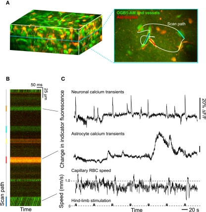 A guide to delineate the logic of neurovascular signaling in the brain.