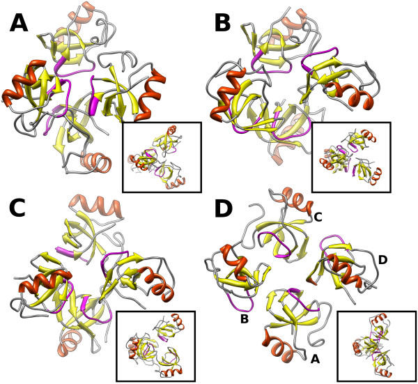 Diffusion of hydrophobin proteins in solution and interactions with a graphite surface.