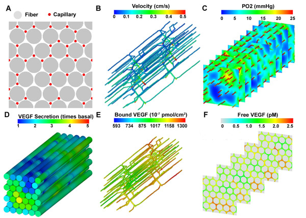 Module-based multiscale simulation of angiogenesis in skeletal muscle.