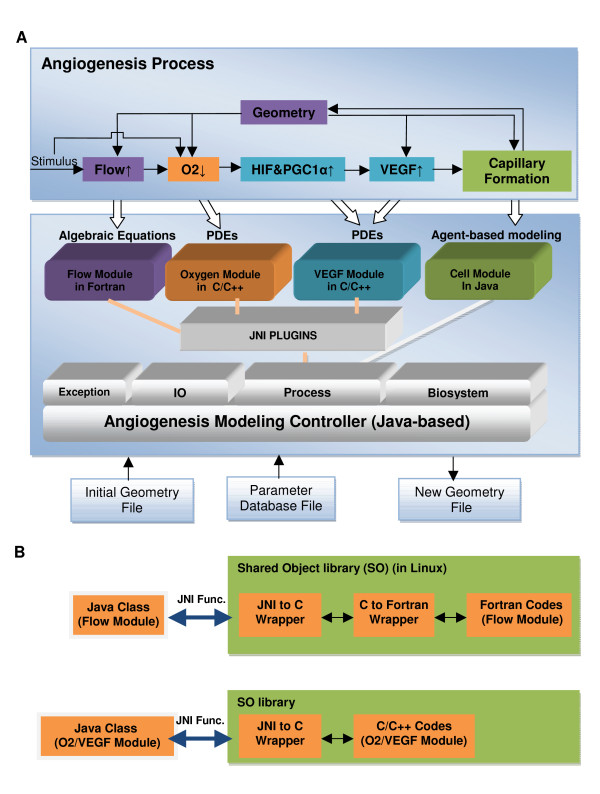 Module-based multiscale simulation of angiogenesis in skeletal muscle.