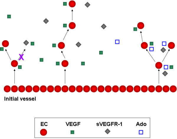 Proof-of-principle investigation of an algorithmic model of adenosine-mediated angiogenesis.