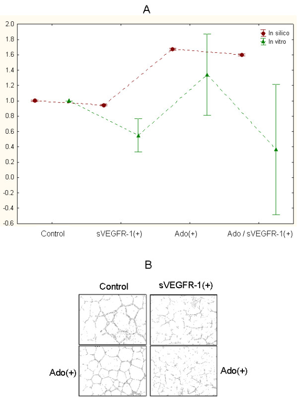 Proof-of-principle investigation of an algorithmic model of adenosine-mediated angiogenesis.