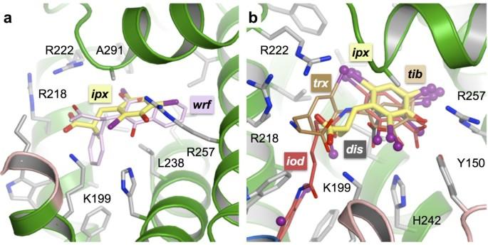 Crystallographic analysis reveals the structural basis of the high-affinity binding of iophenoxic acid to human serum albumin