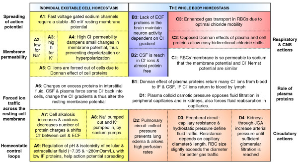 Donnan effect on chloride ion distribution as a determinant of body fluid composition that allows action potentials to spread via fast sodium channels.