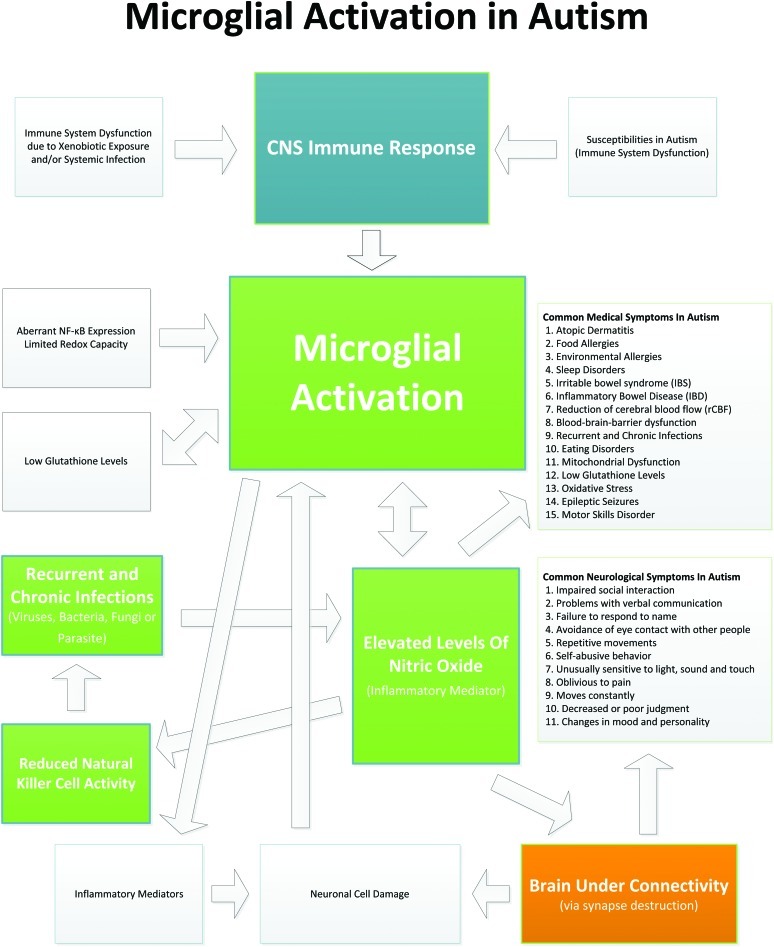 Evidence of microglial activation in autism and its possible role in brain underconnectivity.