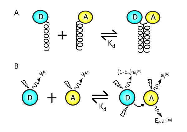 A Bayesian method for inferring quantitative information from FRET data.