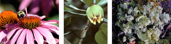 Automated experimentation in ecological networks.