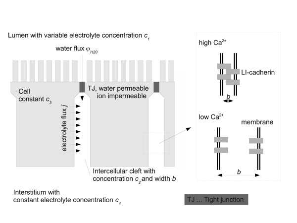 The function of 7D-cadherins: a mathematical model predicts physiological importance for water transport through simple epithelia.