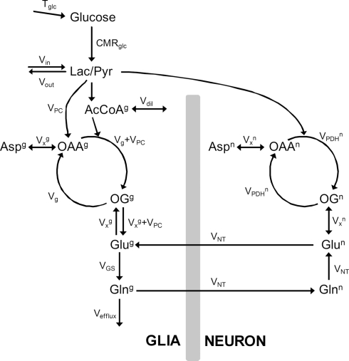 Compartmentalized Cerebral Metabolism of [1,6-(13)C]Glucose Determined by in vivo (13)C NMR Spectroscopy at 14.1 T.